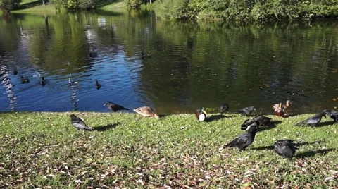 Ducks and ravens at the lakeside Stockbeeldmateriaal 43806516