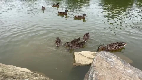 Ducks and Red Fish Competing for Food in Pond Stock Footage 341721753