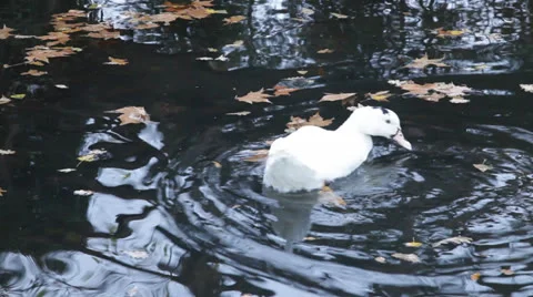 Ducks and reflections Stock Footage 24701923