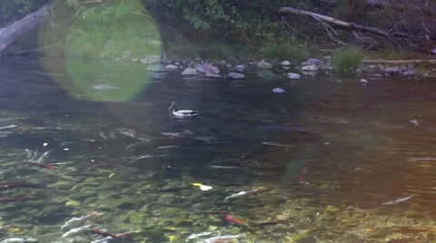 Ducks and Salmon Stock Footage 21691227