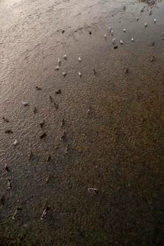 Ducks and Seagulls Float on the Roya River 库存照片