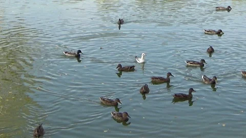 Ducks and seagulls floating on the lake Stock Footage 122510591