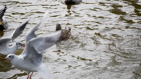 Ducks and seagulls on the pond. Stockbeeldmateriaal 256042593