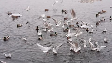 Ducks and seagulls on the river in winter Stock Footage 244538531