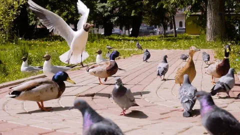 Ducks and seagulls wait for people to throw them food Stock Footage 108937266