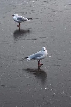 Ducks and seagulls walking on frozen pond Stock-Fotos
