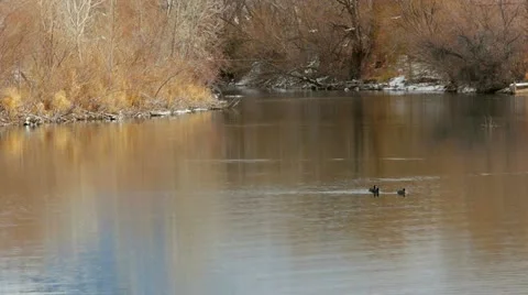 Ducks and Seagulls in Winter River Stock Footage 22067061