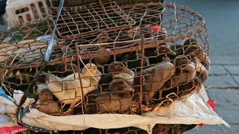 Ducks and small ducklings inside a rusty wire mesh cage at an outdoor market Stockbeeldmateriaal 337421607
