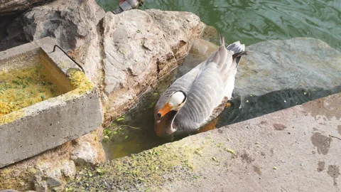 Ducks and spotted geese foraging for food and feed in the shore water Stock Footage 239934201