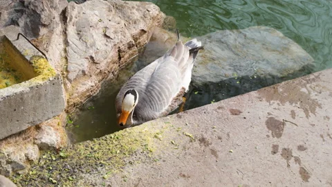 Ducks and spotted geese foraging for food and feed in the shore water Stock Footage 239936791