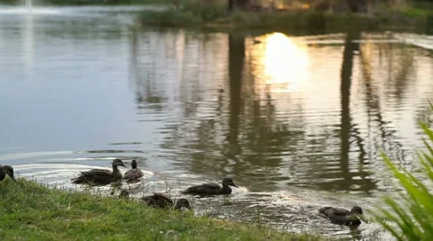 Ducks and sunset Stock Footage 10843642