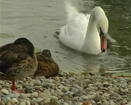 Ducks and swan Stock Footage 10891398