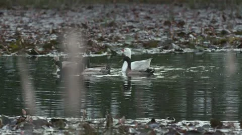 Ducks and swan in pond Stock Footage 10980101