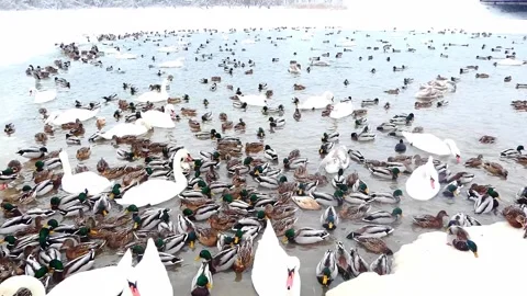 Ducks and swans gather at the river during winter in a busy feeding area Stock-Footage 328138878
