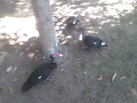 Ducks and swans get along well under a tree in the park, no fights Stock Footage 163681301