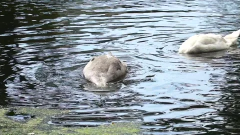 Ducks and Swans in the grass and swim in the pond in the city park on a summer d Stock Footage 247202865