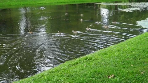 Ducks and Swans in the grass and swim in the pond in the city park on a summer d Stock Footage 247203085