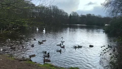 Ducks and Swans on a lake Stock Footage 287106164