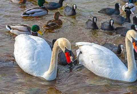Ducks and swans Stock Photos
