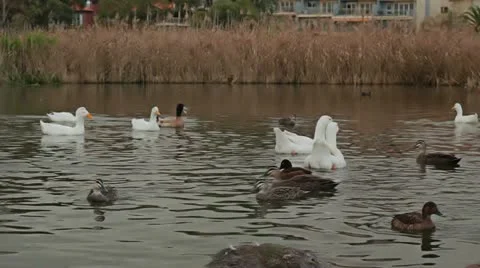 Ducks And Swans In A Pond Stock Footage 11412726