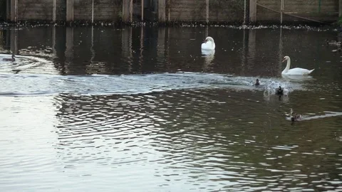 Ducks and swans in the pond Stock Footage