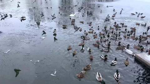 Ducks and swans swim in a winter pond in a park  Stock Footage 224718097