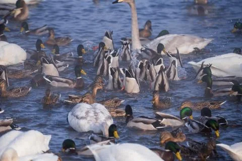 Ducks and swans while feeding in the national reserve. "Lebedinyj" Swan Natur Stock Photos