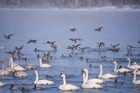 Ducks and swans while feeding in the national reserve. "Lebedinyj" Swan Natur Stock Photos