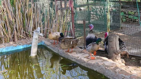 Ducks and Turkeys Stock Footage 97733885