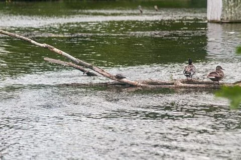Ducks and a turtle on a log in a pond Stock Photos