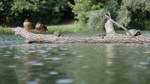 Ducks and a turtles rest on a trunk Video stock 123233522