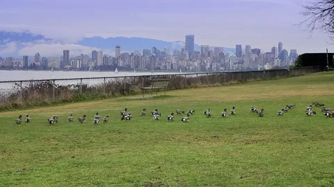 Ducks and the Vancouver cityscape across the straight Stock Footage 59124642