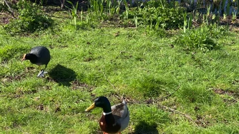 Ducks and Water Birds finding food Stock Footage 239091784
