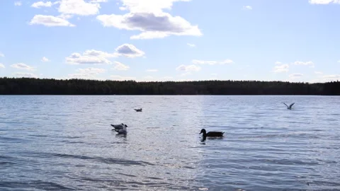 Ducks and water at lake. Stock Footage 253074905