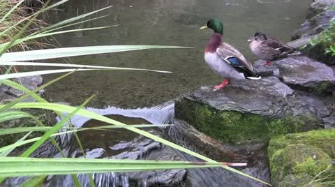 Ducks and waterfall 50 Stock Footage 12427227