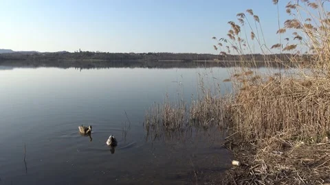 Ducks in the Annone lake Vidéo 154727854