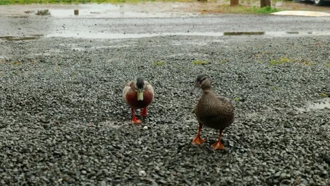 Ducks approaching Видео 260367556