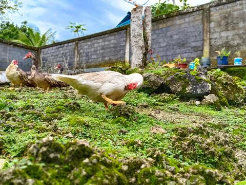 Ducks are basking Stock Photos