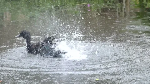Ducks are bathing in the pond Stock Footage 297713428