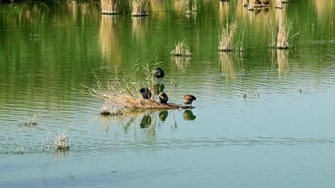 Ducks are cleaning their feathers and resting on the lake. Slow motion Stock-Footage 253179357