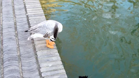 Ducks are combing their feathers Black swans swim in the water Ecological garden Stock Footage 230030183