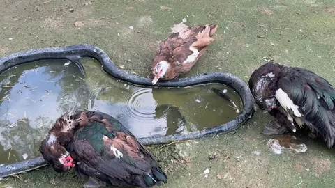 Ducks are drinking water Stock Footage 346489737