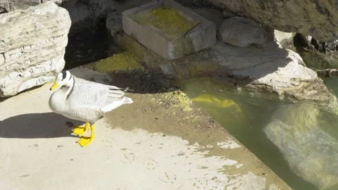 Ducks are eating feed to watch waterfowl and spotted goose Stock Footage 235573889