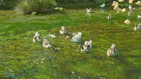Ducks are feeding in the river. Stock Footage 167555693