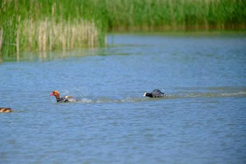 Ducks are fighting on the surface Stock Photos