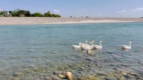 Ducks are floating gently on the calm water of Beas River ,Himachal ,India Stock Footage 310614986