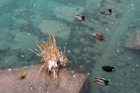 Ducks are floating on the winter river and falling snow background. Stock Photos