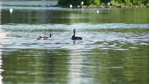 Ducks are flying Video stock 90377423