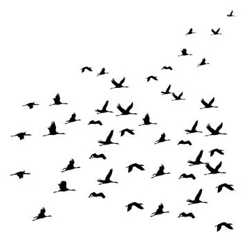 Ducks are flying Stock Illustration