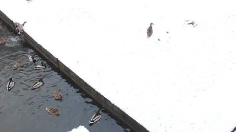 Ducks are going out from the water canal Video stock 123894035